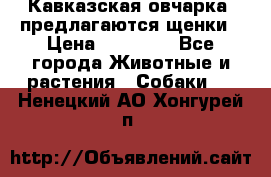 Кавказская овчарка -предлагаются щенки › Цена ­ 20 000 - Все города Животные и растения » Собаки   . Ненецкий АО,Хонгурей п.